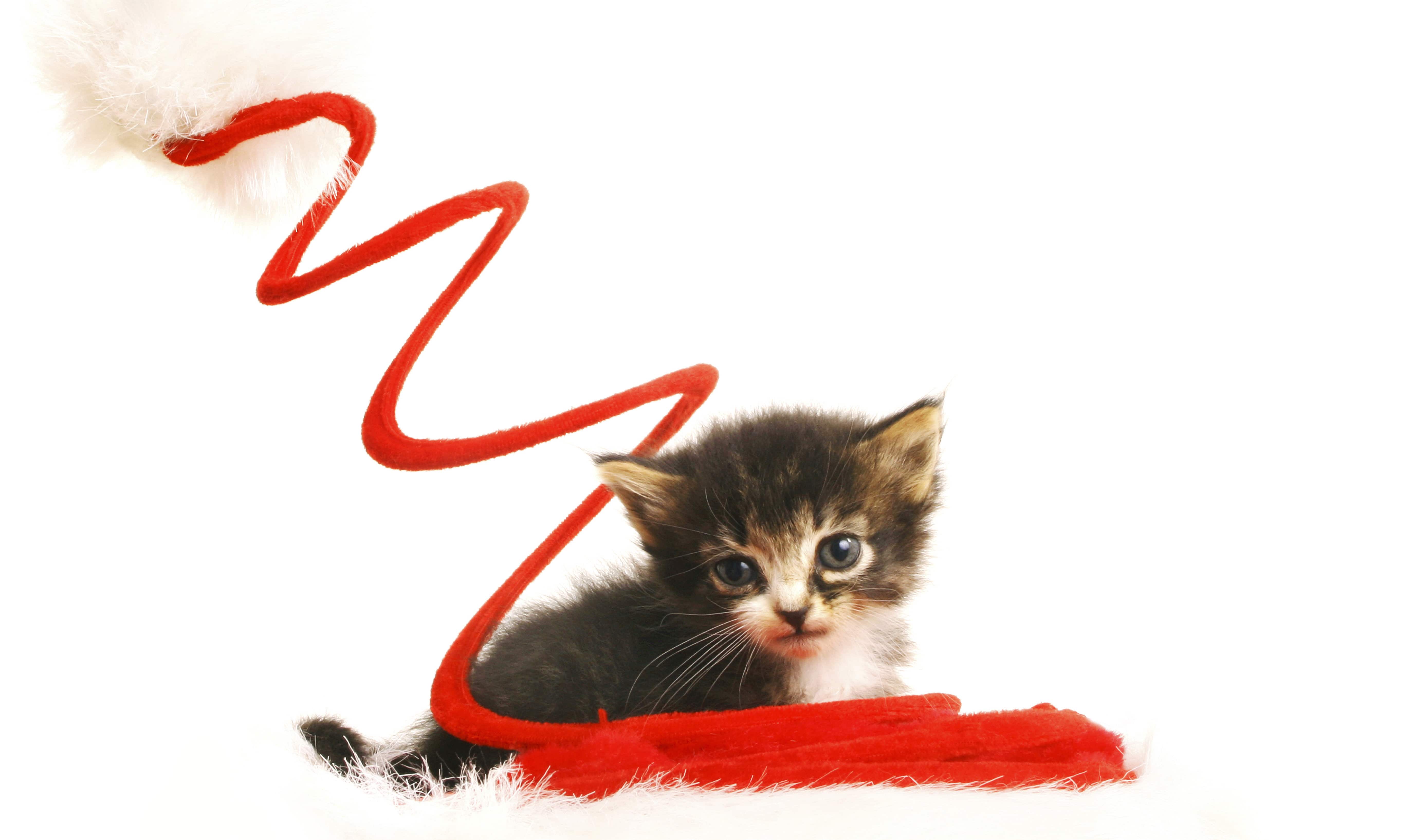 מיטה מומלצת לכלב  – כיצד בוחרים מיטה בצורה נכונה